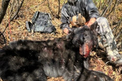 Black-Bear-woods