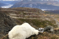 Mtn-Goat-View