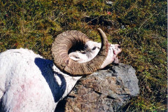 Sheep3